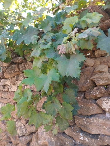 Vitis vinifera observed 2026-10-26