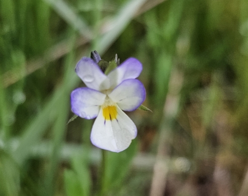 Viola arvensis, 2026-10-25
