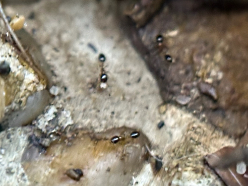 Monomorium floricola observed 2026-10-26