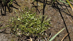 Limosella acaulis