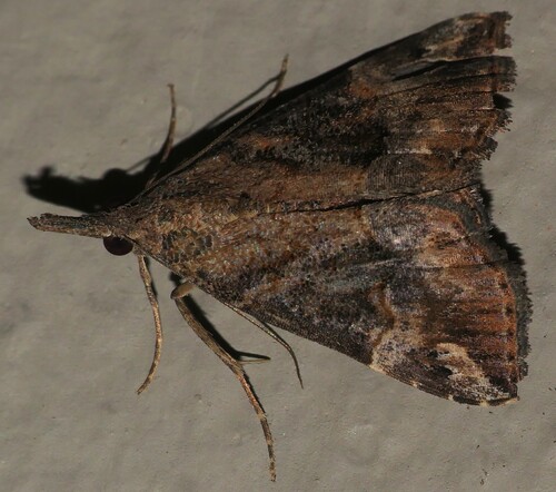 Hypena commixtalis observed 2026-10-25