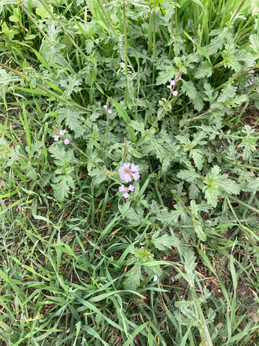 Verbena officinalis observed 2026-10-26