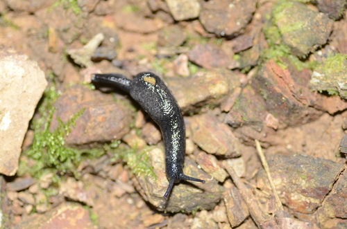 Parmarion martensi observed 2026-10-26