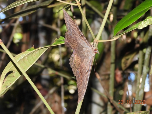 Polilla Bruja