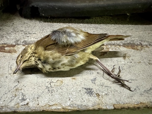 Hermit Thrush