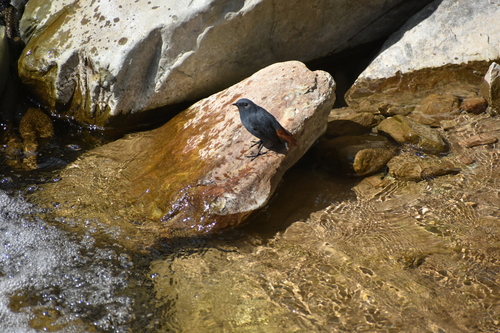 Rhyacornis fuliginosa, 2026-10-23