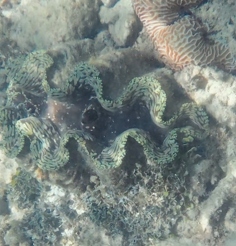 Tridacna squamosa observed 2026-10-26