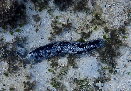 Holothuria atra observed 2026-10-26