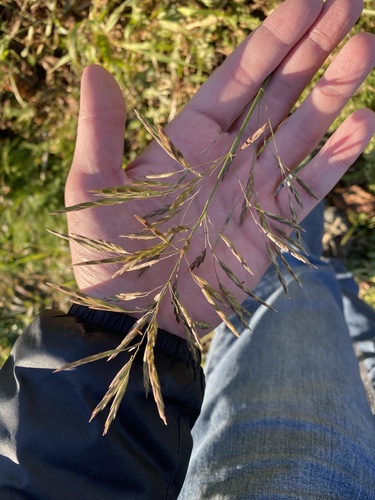 Bromus inermis observed 2026-10-26