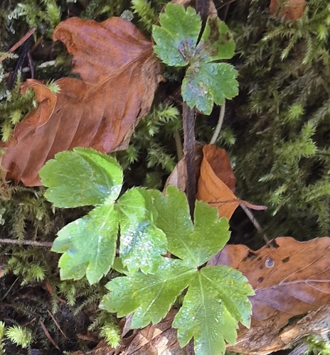 Sanicula europaea observed 2026-10-17