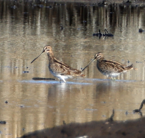 Common Snipe