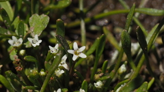 Limosella acaulis