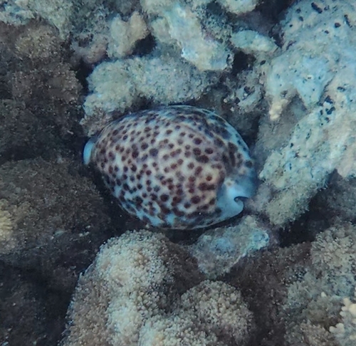 Cypraea tigris observed 2026-10-26