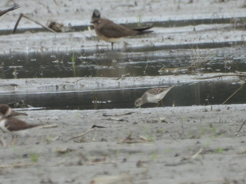 Calidris subminuta, 2026-10-25