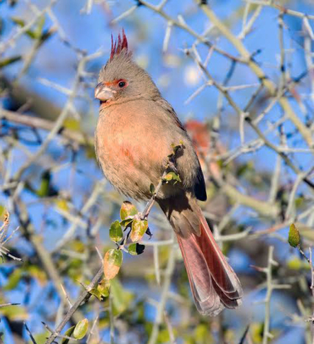Pyrrhuloxia