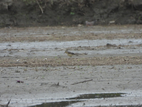 Motacilla flava observed 2026-10-25