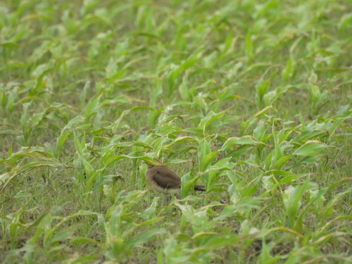 Glareola maldivarum, 2026-10-25