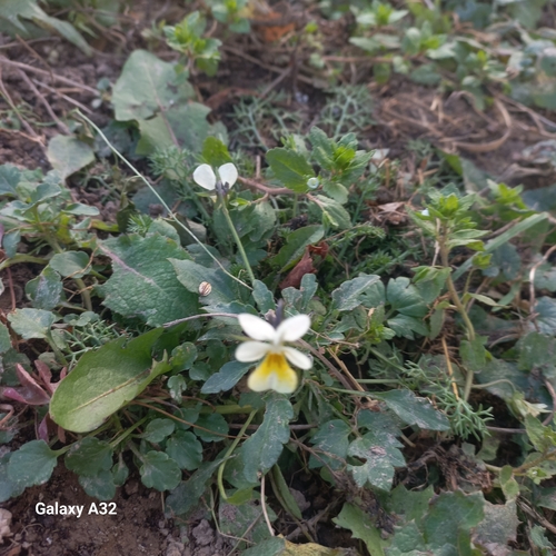 Viola arvensis, 2026-10-26