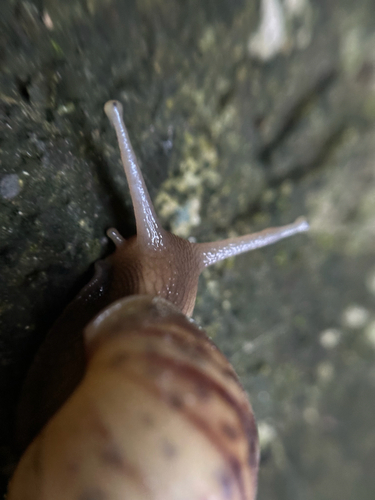 Achatina fulica observed 2026-10-26
