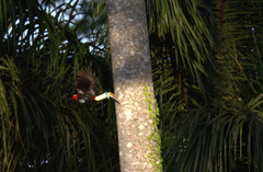 Ramphastos tucanus cuvieri