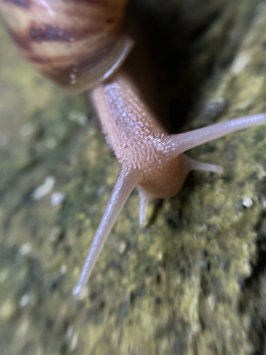 Achatina fulica observed 2026-10-26