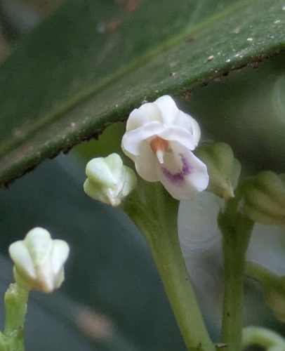 Hybanthus austrocaledonicus observed 2026-10-26