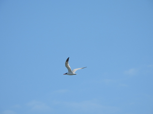 Hydroprogne caspia observed 2026-10-26