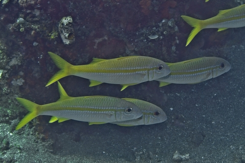 Mulloidichthys vanicolensis observed 2026-10-18