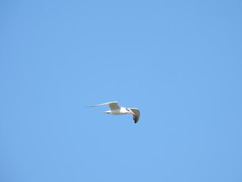 Hydroprogne caspia observed 2026-10-26