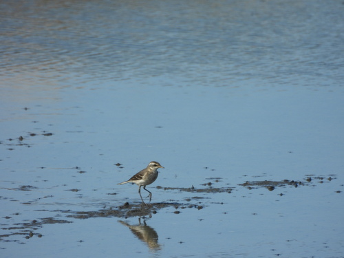 Motacilla flava observed 2026-10-26