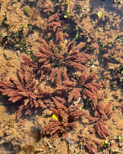 Asparagopsis taxiformis observed 2026-10-26