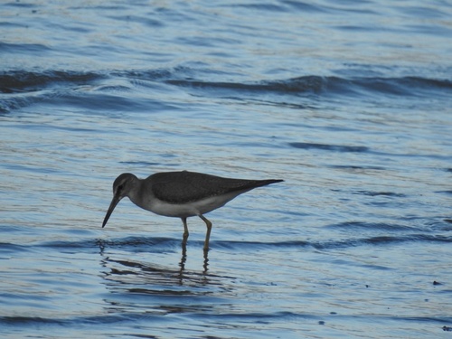 Tringa brevipes observed 2026-10-25