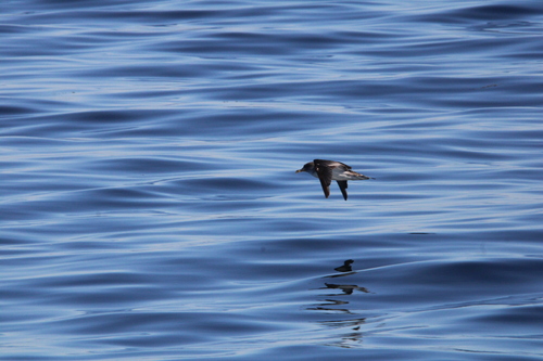 Coris observed 2026-10-25