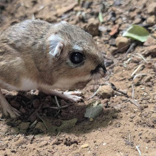 Merriam's Kangaroo Rat