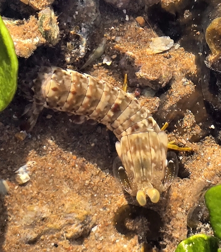 Gonodactylus chiragra observed 2026-10-26