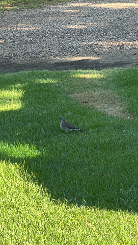 Northern Flicker