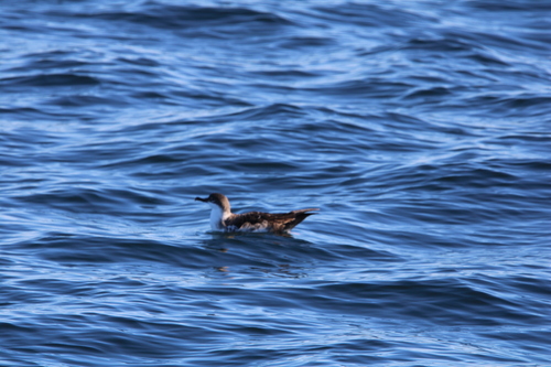 Puffinus puffinus, 2026-10-25