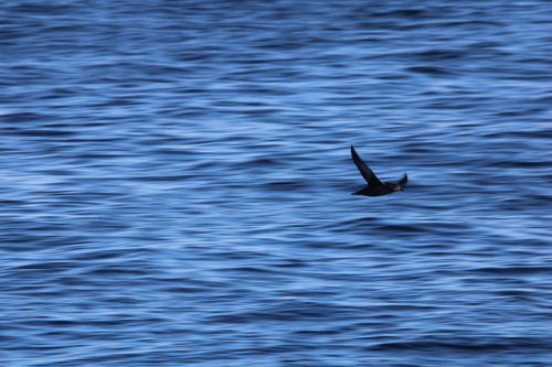 Puffinus puffinus, 2026-10-25