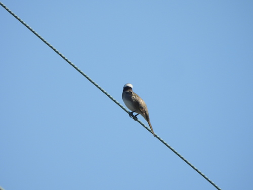 Pycnonotus sinensis, 2026-10-26