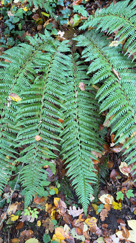 Polystichum aculeatum observed 2026-10-26