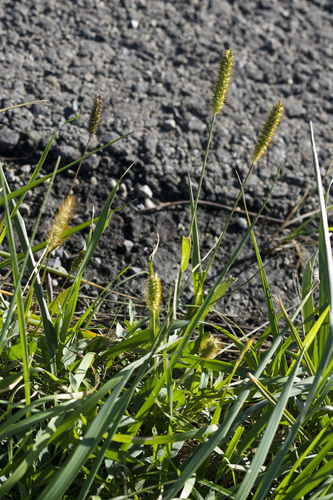 Setaria pumila observed 2026-10-26