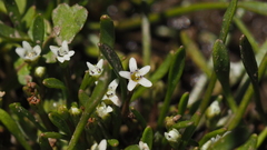 Limosella acaulis