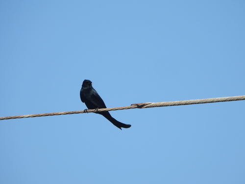 Dicrurus macrocercus observed 2026-10-26