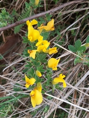 Chamaecytisus ratisbonensis
