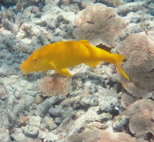 Parupeneus cyclostomus observed 2026-10-26