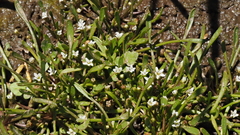 Limosella acaulis
