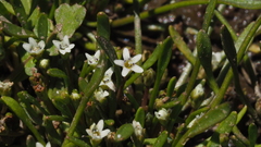 Limosella acaulis