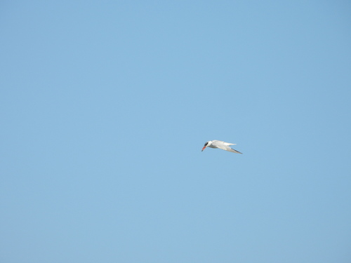 Hydroprogne caspia observed 2026-10-26