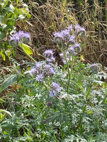 Phacelia tanacetifolia, 2026-10-26