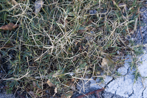Hundszahngras